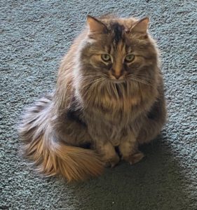 PIcture of Gidget-Long-haired calico cat, sitting on a blue rug, staring at camera.